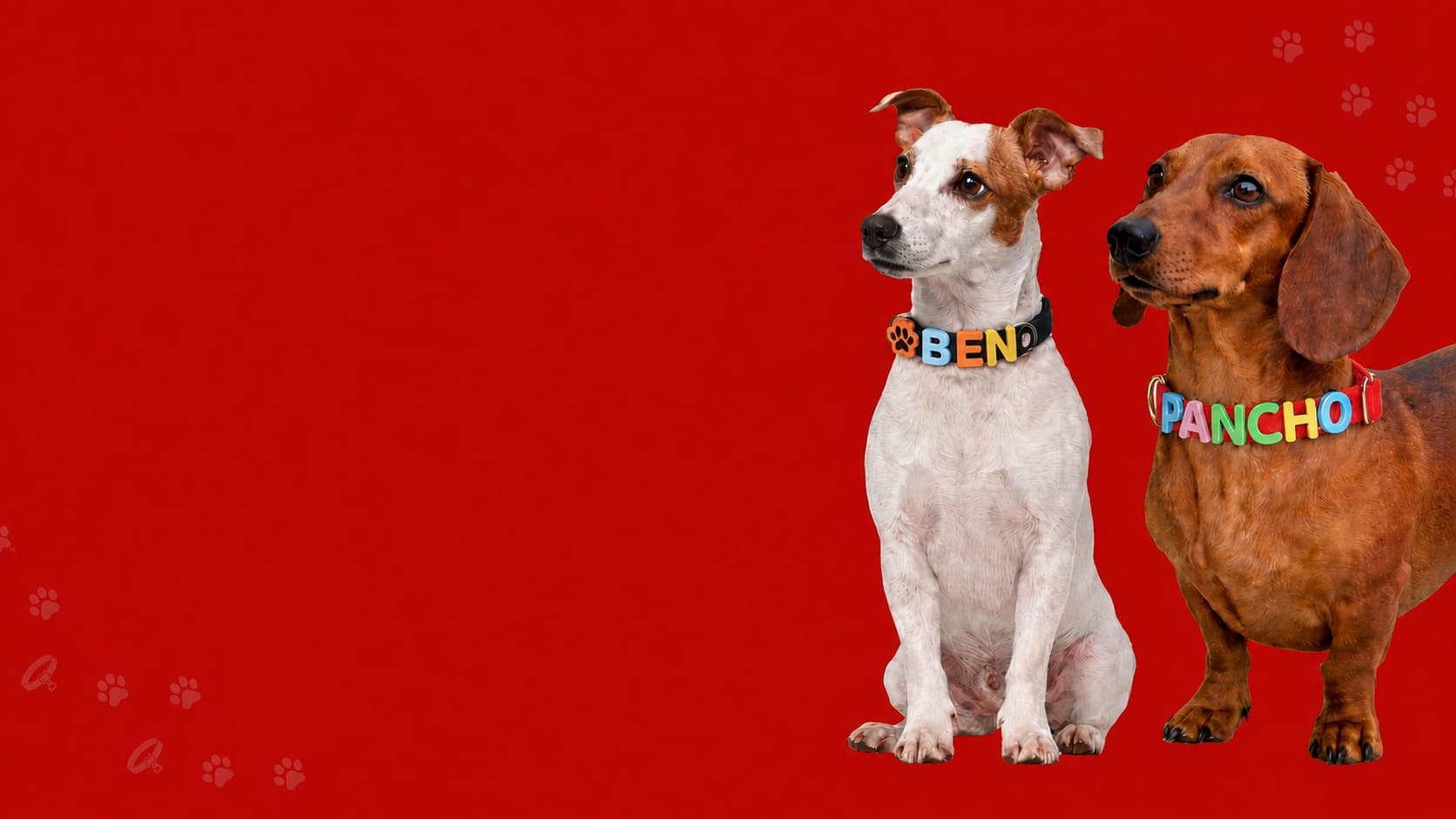 Dos perros con collares personalizados TikkiGuau